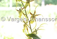 Cambria Brassia Toscana Cambria Brassia Toscana
