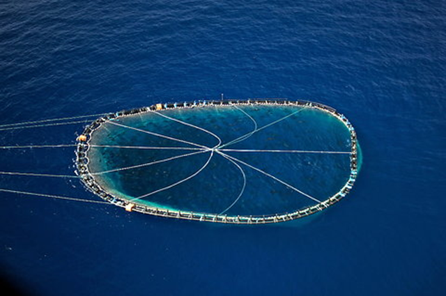 A bluefin tuna cage being towed by an Italian trawler in the central Mediterranean. Greenpeace