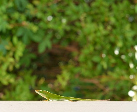 DSC_0231 DSC_0231