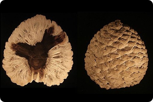 Petrified_Araucaria_cone_from_patagonia-Edit3 Petrified_Araucaria_cone_from_patagonia-Edit3