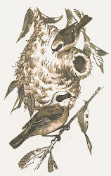 Beutelmeise (Remiz pendulinus)
