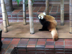 Red Panda at Ueno Zoo.