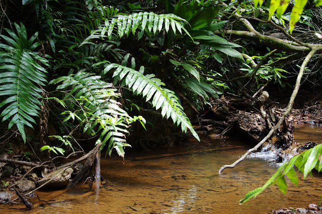 La Crique Fillon (sentier 2) près des Carbets de Coralie, 31 octobre 2012. Photo : J.-M. Gayman