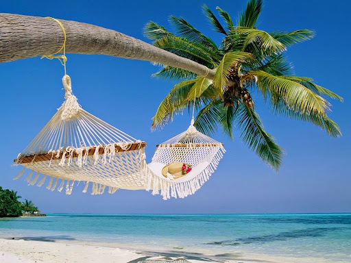 4283-transat-palmier-WallFizz-1024x768.jpg
