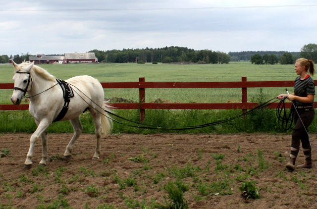 Lady och Camilla sommaren 2011