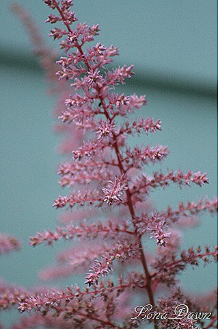 [Astilbe_Pinks_June24%255B7%255D.jpg]