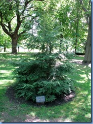 6475 Ottawa 1 Sussex Dr - Rideau Hall - eastern hemlock planted by Their Royal Highnesses The Duke and Duchess of Cambridge (Prince William & Catherine)