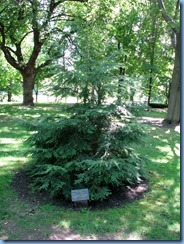 6475 Ottawa 1 Sussex Dr - Rideau Hall - eastern hemlock planted by Their Royal Highnesses The Duke and Duchess of Cambridge (Prince William & Catherine) 6475 Ottawa 1 Sussex Dr - Rideau Hall - eastern hemlock planted by Their Royal Highnesses The Duke and Duchess of Cambridge (Prince William & Catherine)