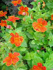 Another cultivar of monkey flower. Which do you like better?