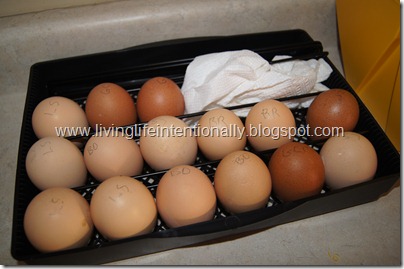 hatching chicken eggs at home hatching chicken eggs at homes
