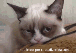 gato gruñon2 gato gruñon2