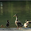  &ndash; Enten an der Enknach