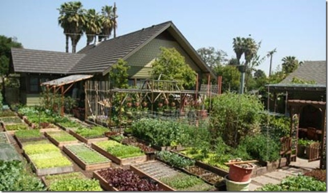 -planted-beds-green-urban-homesteading-family-pasadena-california-susty-farming-energy-business-one-fifth-acre-sustainability-palm-trees-susty-photo -planted-beds-green-urban-homesteading-family-pasadena-california-susty-farming-energy-business-one-fifth-acre-sustainability-palm-trees-susty-photo
