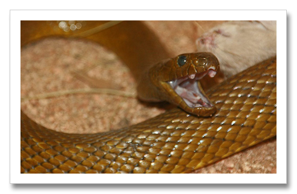 The Most Dangerous Snake