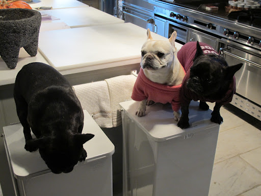 Francesca and Sharkey, this is a nice place you have here, but I suppose you know that.  It's cozy living in the kitchen.