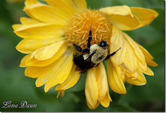 Nov3_Gaillardia_Bee