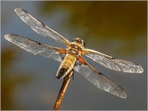  male 4- spotted chaser. Picture Margaret Etherington