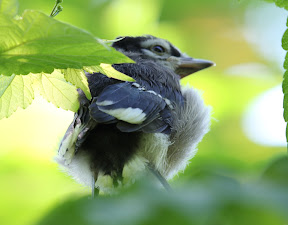 Tail-less baby Blue Jay
