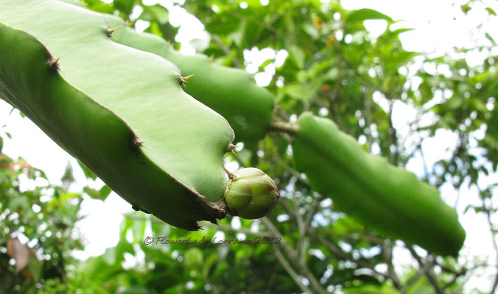 [07-18-cactus-buds2%255B4%255D.jpg]