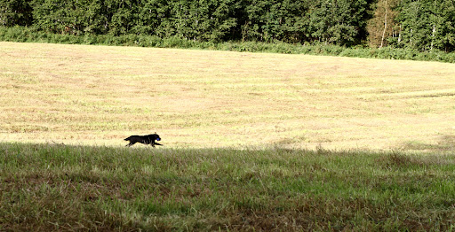 Jakttrening, 30. august 2011