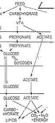 asetat propionat metabolik asetat propionat metabolik
