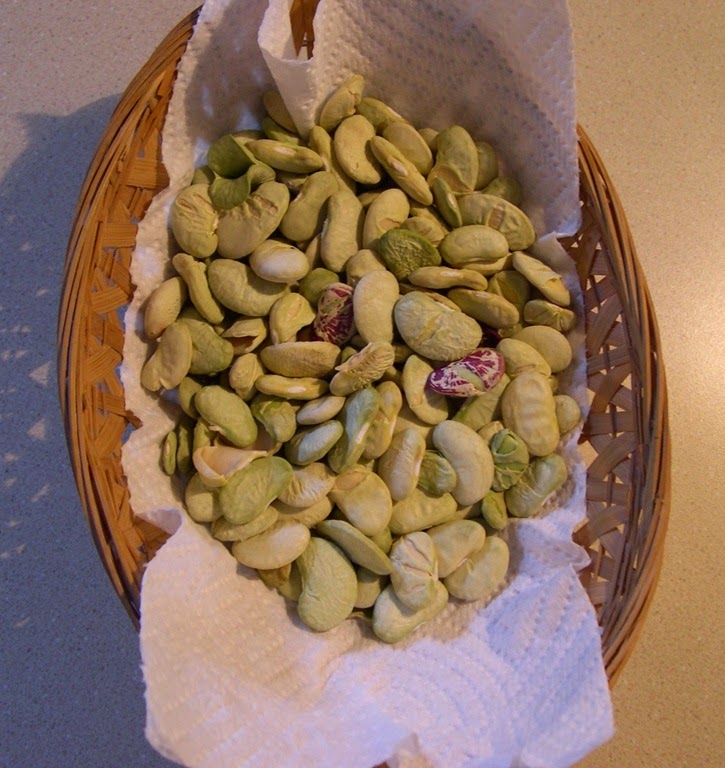 [lima-bean-crop7.jpg]