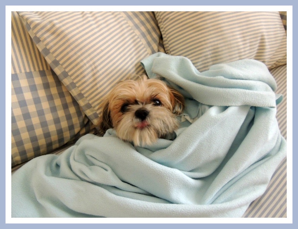 [vitadacani%255B4%255D.jpg]