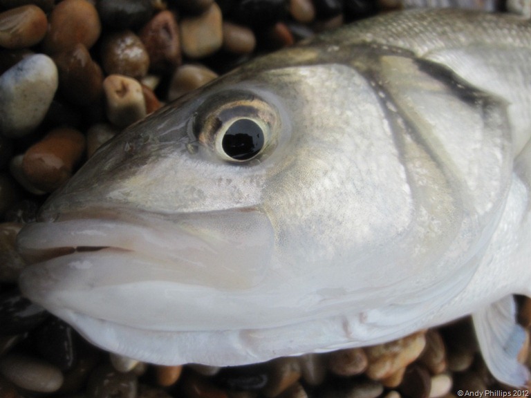 [IMG_1274%255B11%255D.jpg]