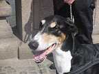 This regal dobbie-greyhound mix is Malcolm.  It was his first day venturing into the big city of Gothenburg!  He was a bit nervous but seemed to be doing a great job taking in all the new smells.