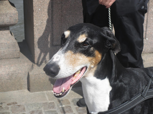 This regal dobbie-greyhound mix is Malcolm.  It was his first day venturing into the big city of Gothenburg!  He was a bit nervous but seemed to be doing a great job taking in all the new smells.