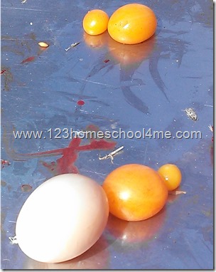 lots of eggs inside a chicken lots of eggs inside a chicken
