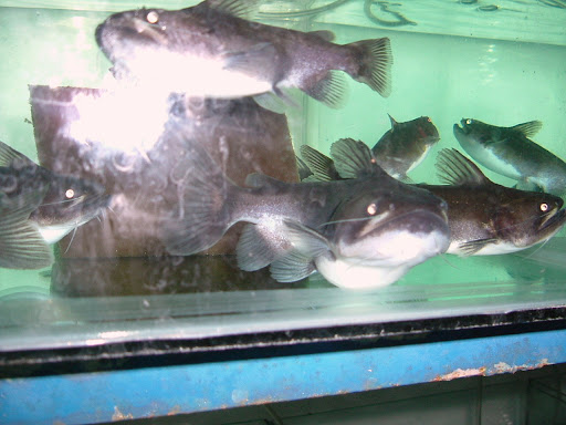 Asterophysus Batrachus