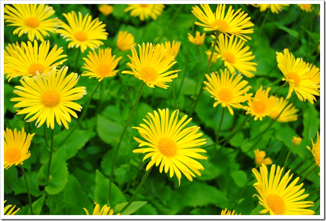 27-31 Maj 2012 083