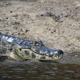 Caiman