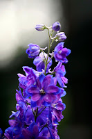 Flower 1.jpg Flower 1.jpg