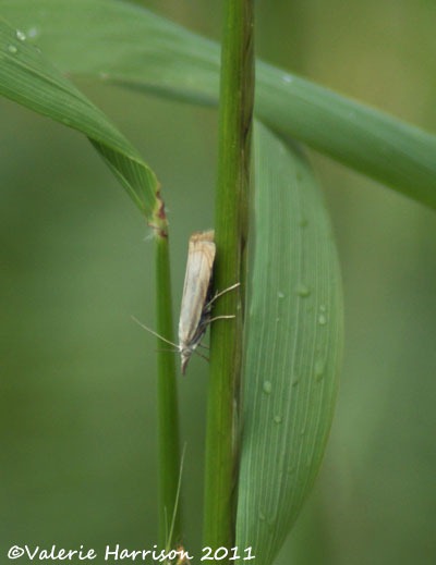 [44-Chrysoteuchia-culmella%255B2%255D.jpg]