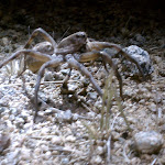 IMAG0328.jpg