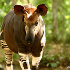 Okapi avec sa langue en captivité dans la réserve de faune à Okapi, 2006.