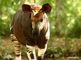 Okapi avec sa langue en captivité dans la réserve de faune à Okapi, 2006.