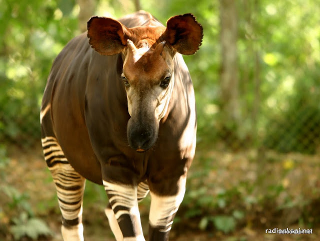 Okapi avec sa langue en captivité dans la réserve de faune à Okapi, 2006.