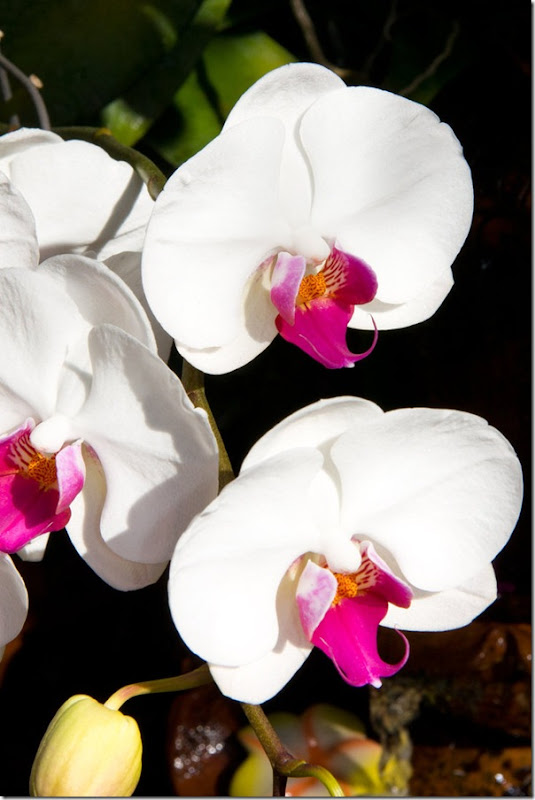 orchid___white_by_deviantteddine-d4j5n32 orchid___white_by_deviantteddine-d4j5n32