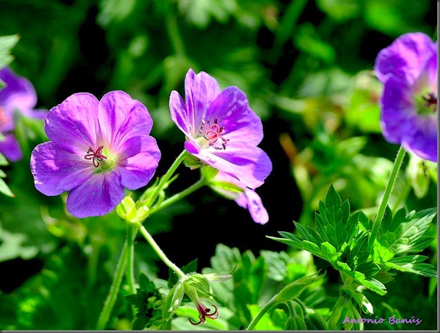 GERANIUM WALLICHIANUM ROZANNE DSC_7243X1