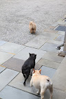 Dog sitting for G.K.