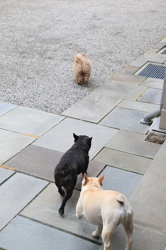 Franny, quick!  We had better keep up with G.K.  That tyke is fast and he loves to wander!
