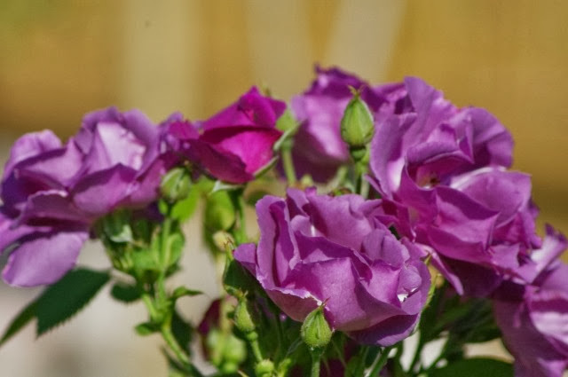 017 (640x425) 017 (640x425)