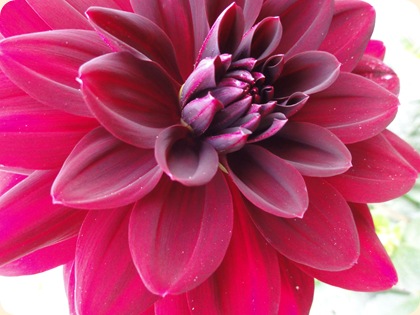 Dahlia DSC07674