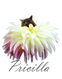 [pricilla-signature%255B2%255D.png]