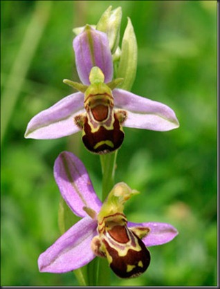 bee-orchid (2)