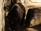 denver_zoo