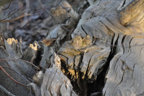 DSC_0174.jpg DSC 0174